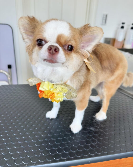 ブログ画像