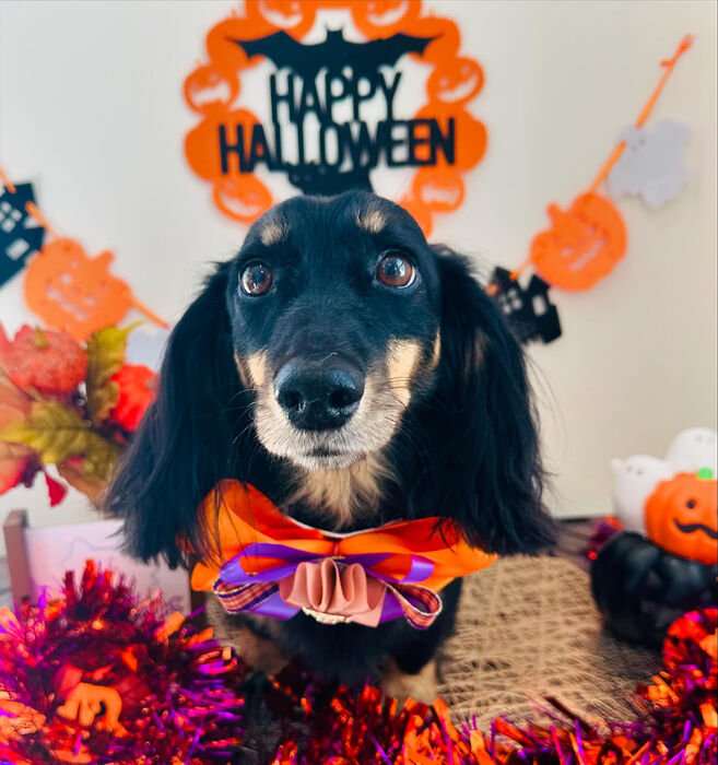 ブログ画像