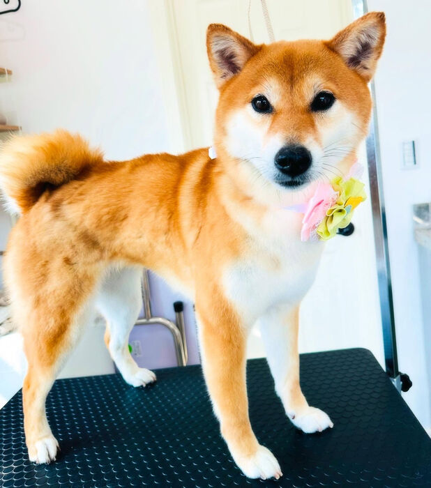 ブログ画像