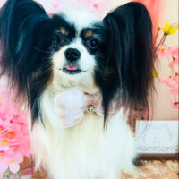 ブログ画像