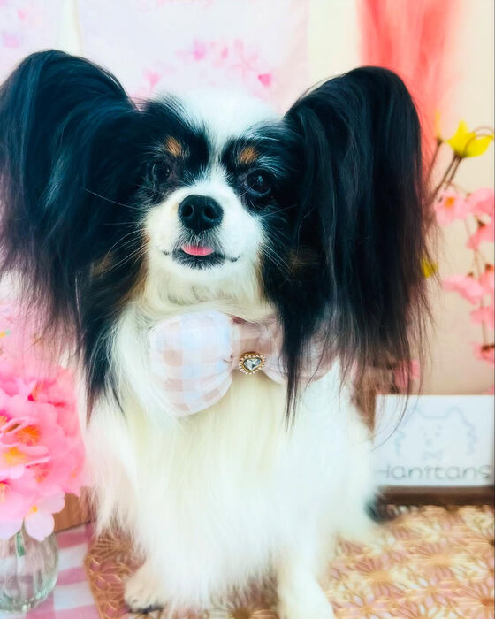 ブログ画像