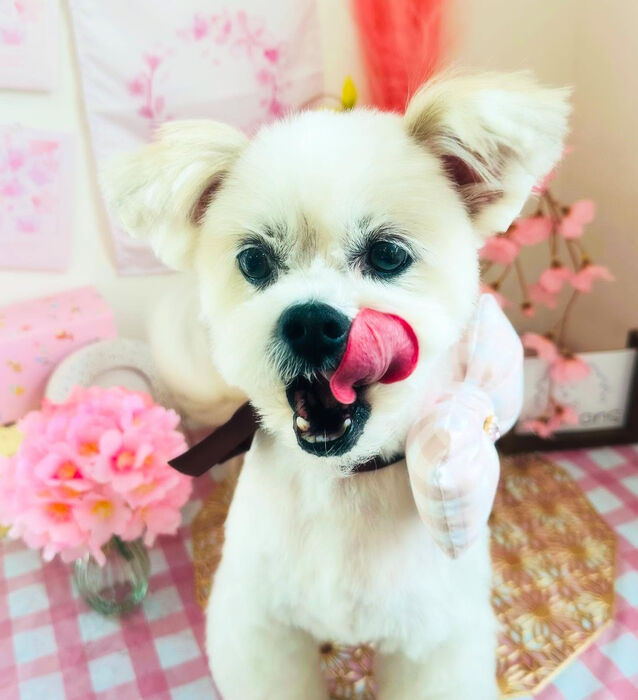 ブログ画像