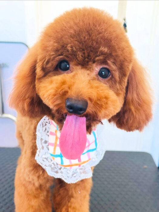 ブログ画像