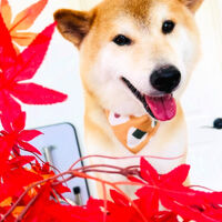 ブログ画像