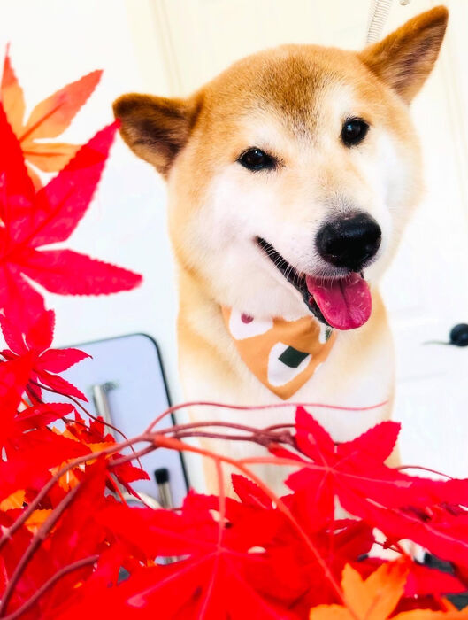 ブログ画像