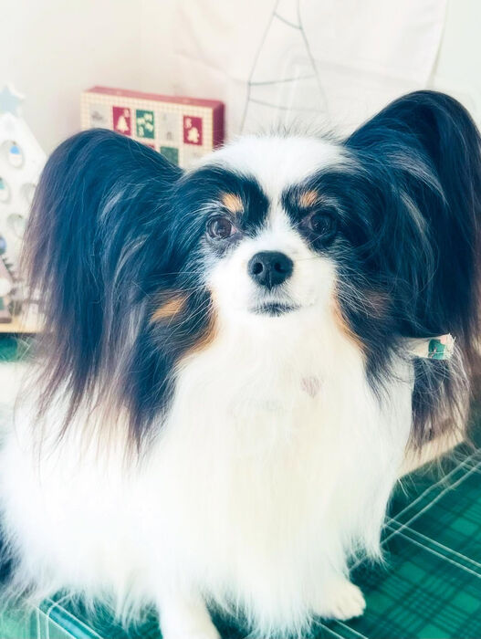 ブログ画像