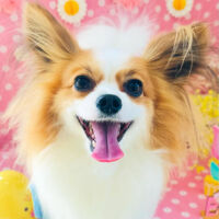 ブログ画像