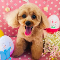 ブログ画像
