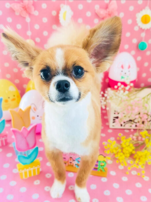 ブログ画像