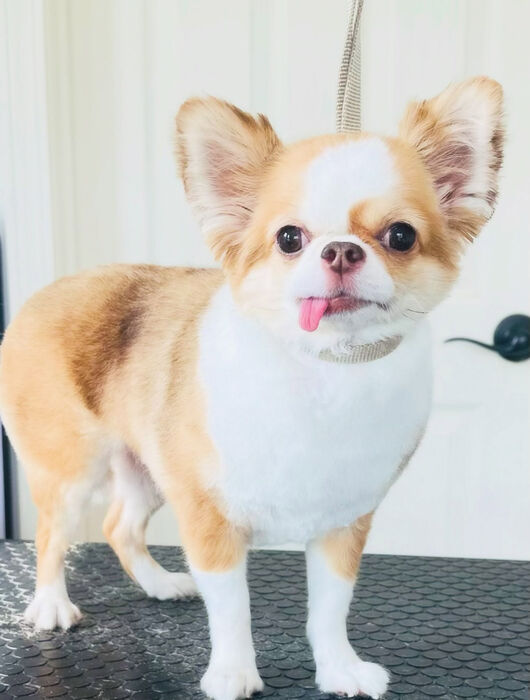 ブログ画像